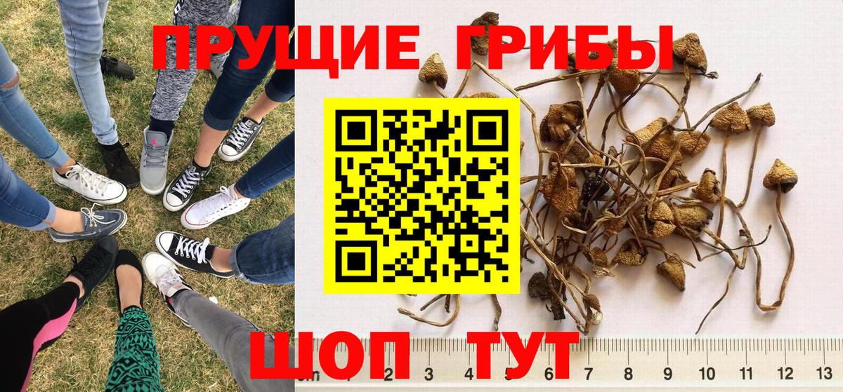 Псилоцибиновые грибы Magic Shrooms Гатчина